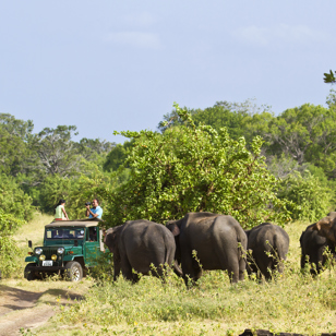 sri lanka - minneriya nationalpark_elefant_12
