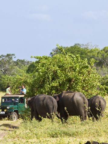 Vi skal på safari blandt elefanter og andre vilde dyr
