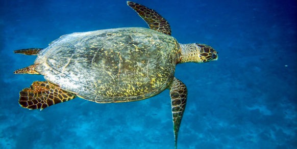 Her er rig mulighed for at opleve havskildpadder