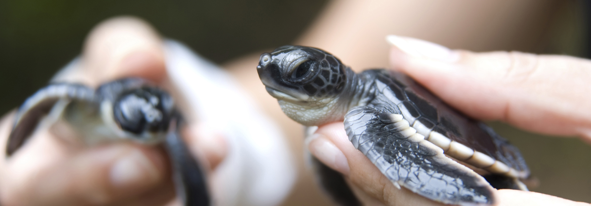 bali - bali_havskildpadde_05