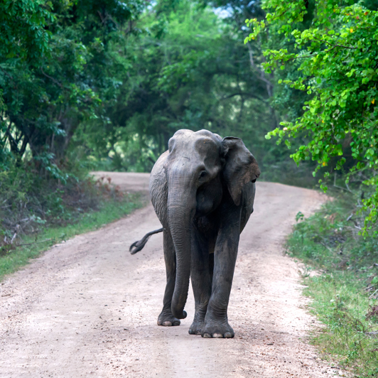 Gal Oya National Park Elefant 01