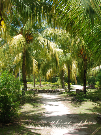 seychellerne - la digue_union estate_kokosplantage_01