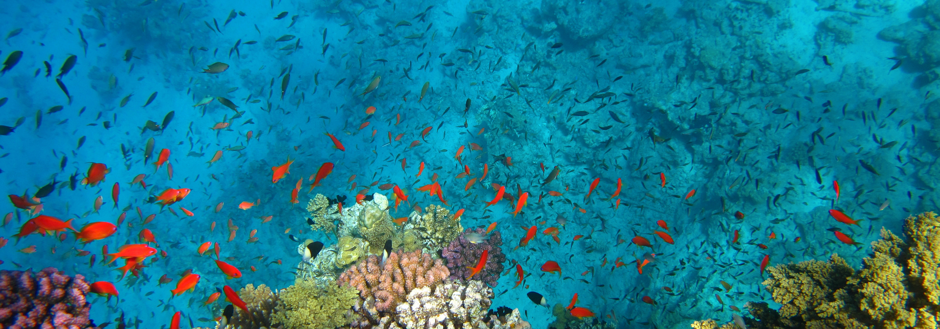 Snorkling Aktivitet Koral Rev 1909703422