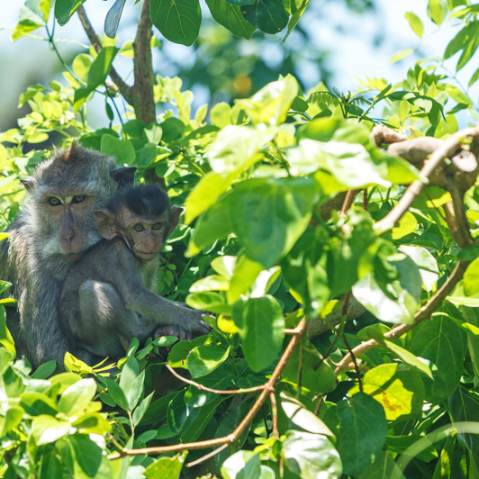 bali - bali_barat nationalpark_abe_01