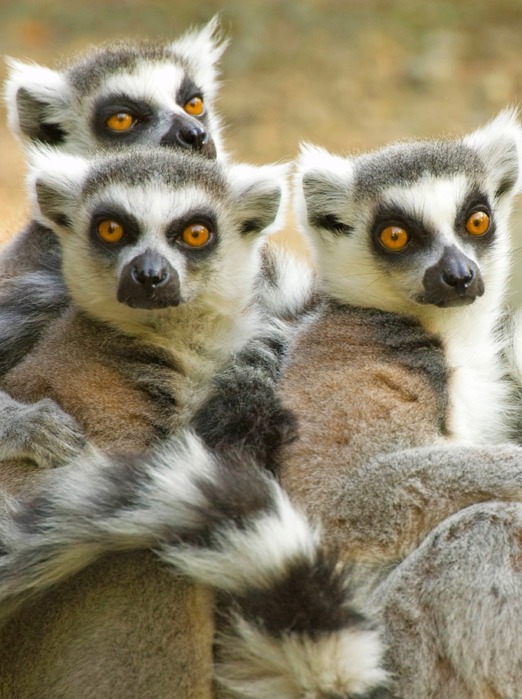 lemur ringtailed_andasibe mantadia national park_02