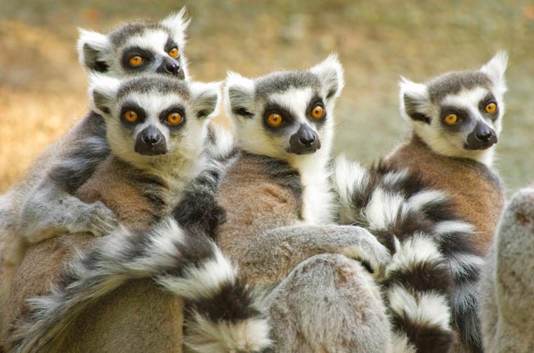 lemur ringtailed_andasibe mantadia national park_02