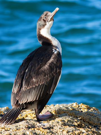 argentina - martillo island_albatros__01