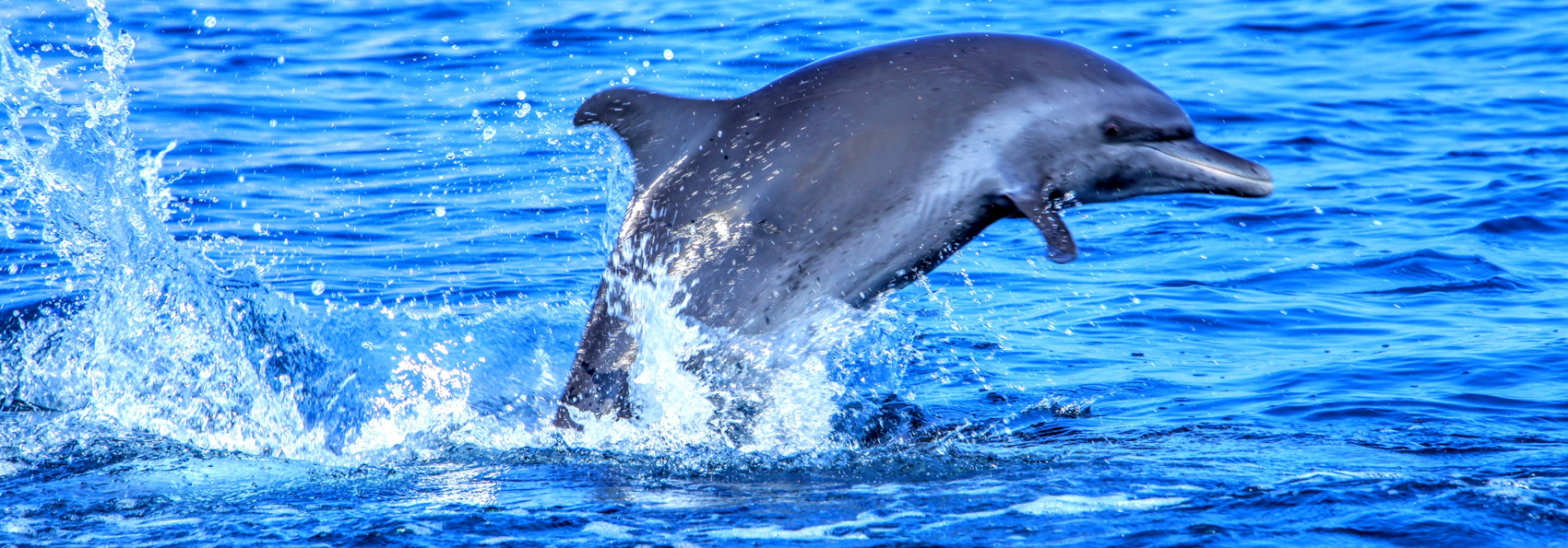 costa rica - costa rica_delfin_01