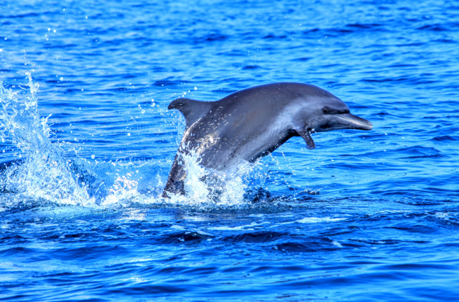 costa rica - costa rica_delfin_01