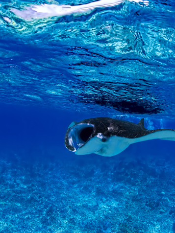 ..og man kan også snorkle med de yndefulde mantarays...