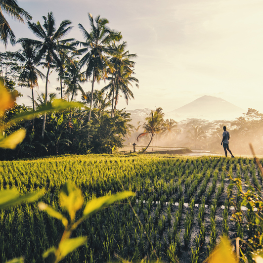 Vi udforsker også lokalområdet med de mange skønne rismarker...