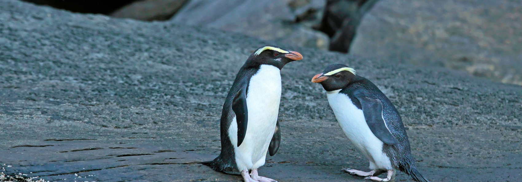 new zealand - fiordland_pingvin_01