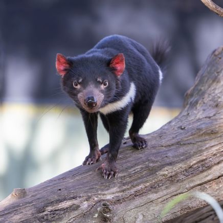 Vi får også mulighed for at se nærmere på den berømte tasmanske djævel.