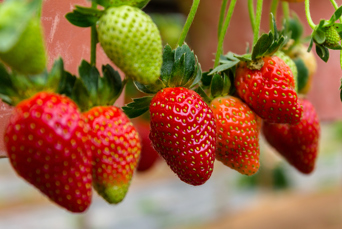 malaysia - cameron highlands_jordbaer_03