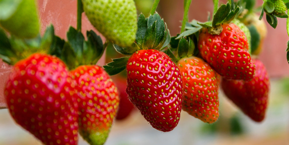 malaysia - cameron highlands_jordbaer_03