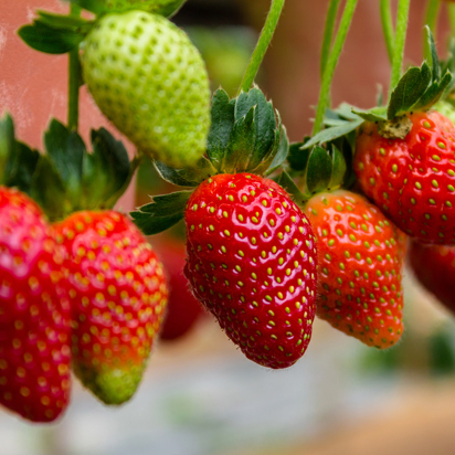 malaysia - cameron highlands_jordbaer_03