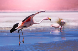 chile - flamingo_02