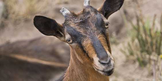 peneda geres_nationalpark_07