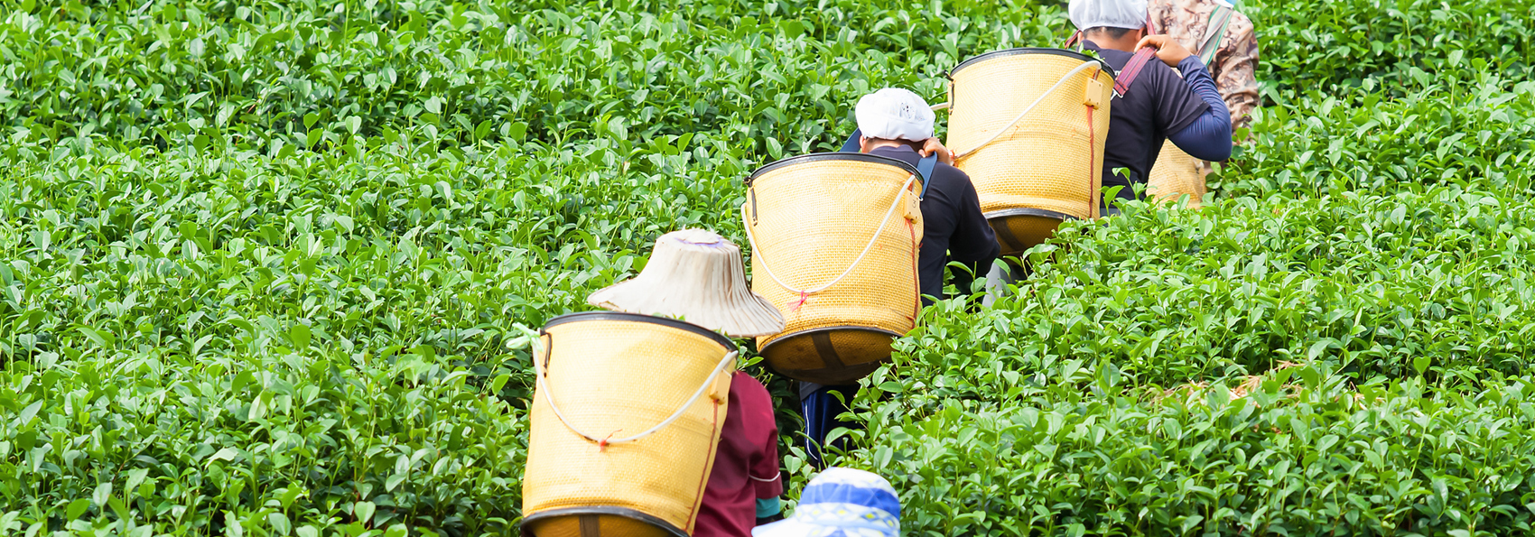 Munnar02