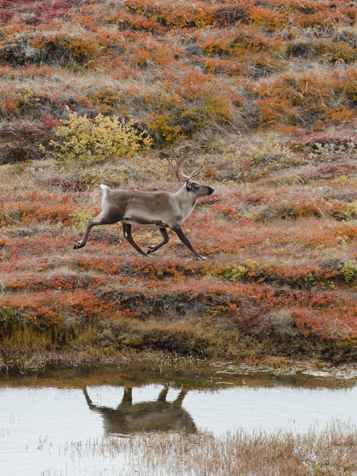 Kangerlussuaq_rensdyr_01