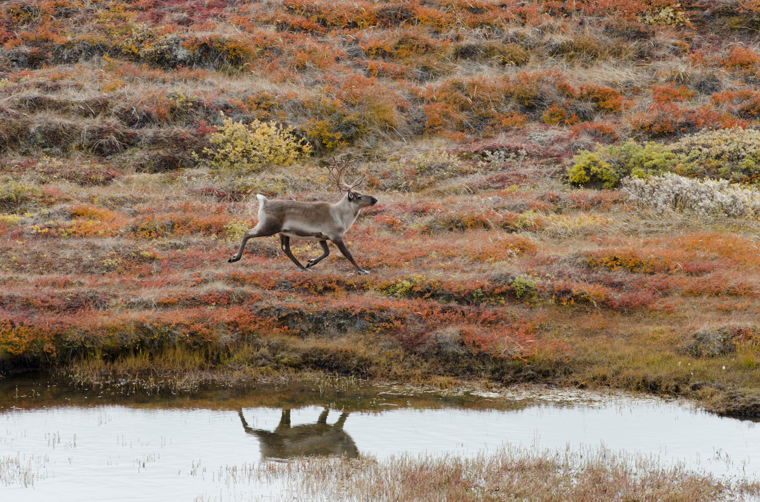 Kangerlussuaq_rensdyr_01