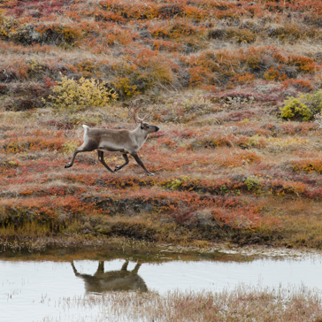 Kangerlussuaq_rensdyr_01