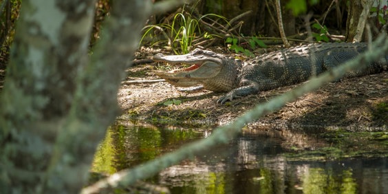 usa - louisiana_aligator_05