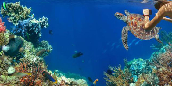 costa rica - snorkeling manuel antonio_01