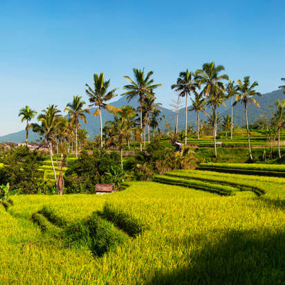 bali - ubud_rismark_41