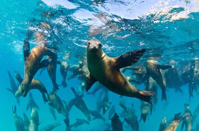 Mexico Baja California Californian Sea Lions Søløver