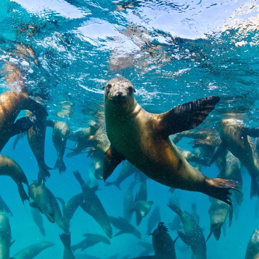 Mexico Baja California Californian Sea Lions Søløver
