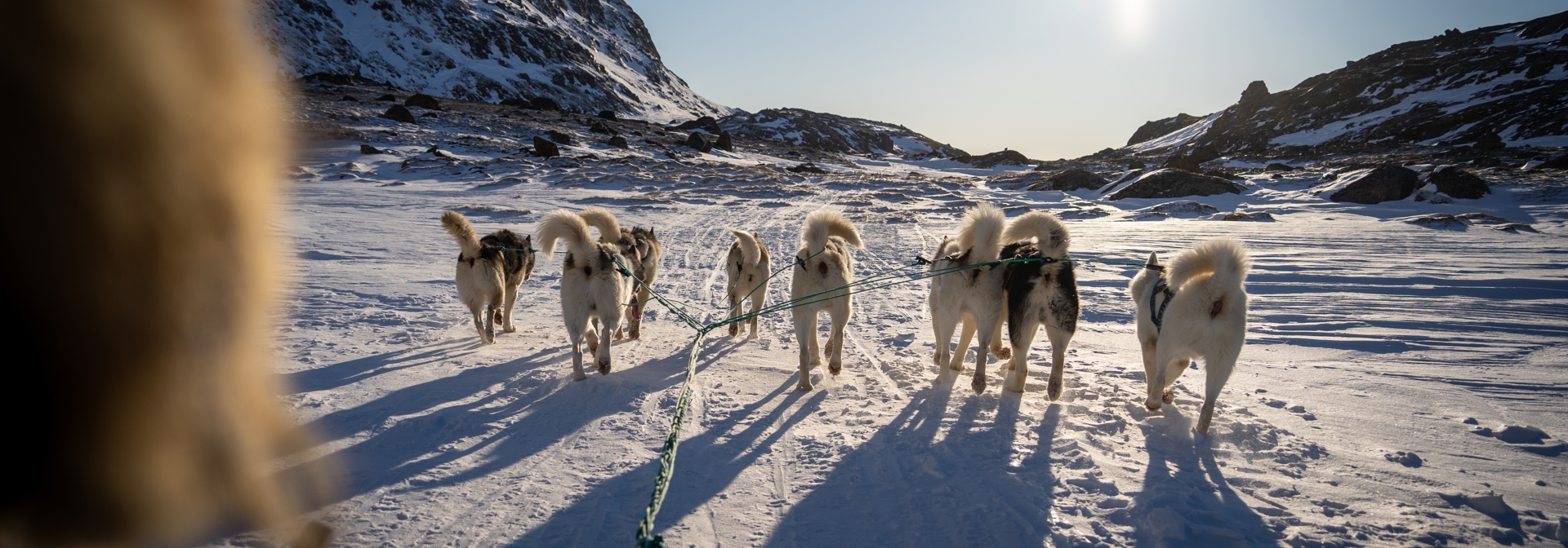 Sisimiut Hundeslæde 2082613471