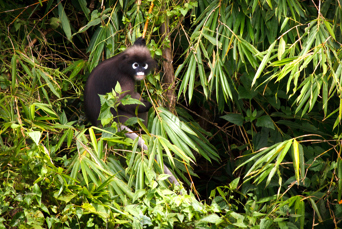 thailand - khao sok national park_dyreliv_01