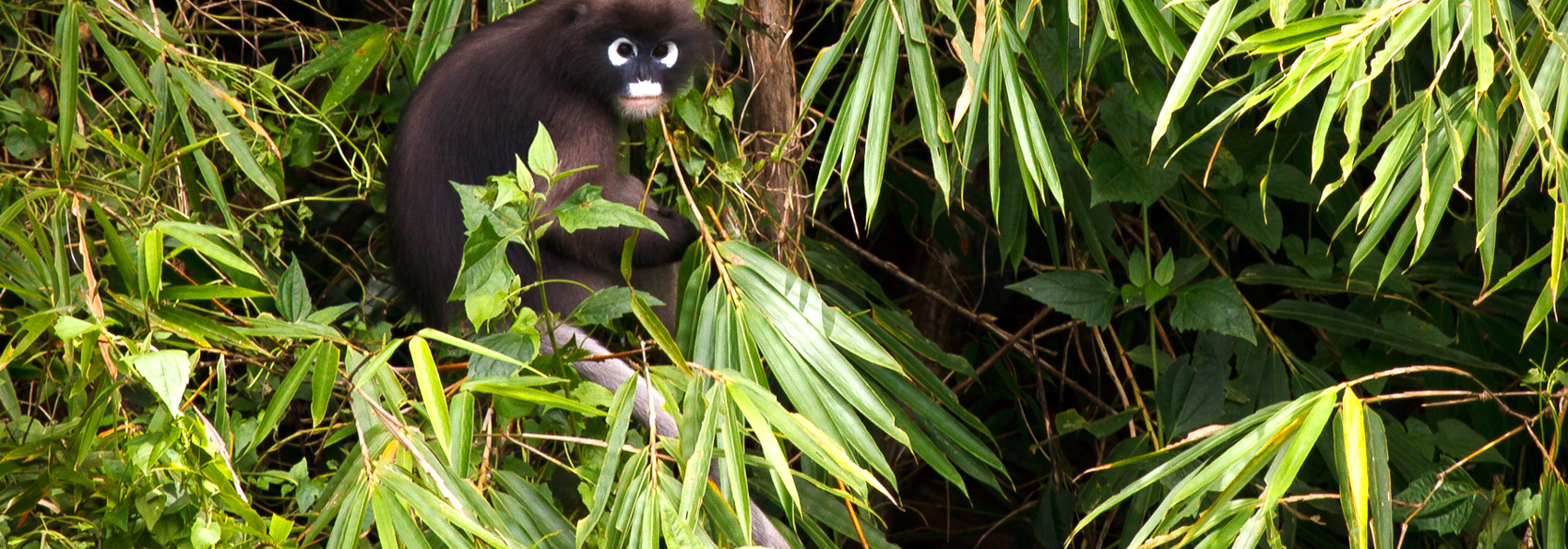 thailand - khao sok national park_dyreliv_01