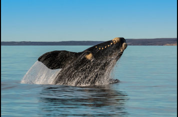 Madryn Southern Right Whales GT1179852547