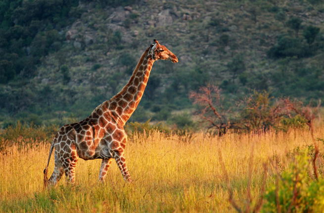 sydafrika - sydafrika_pilanesberg_giraf_02