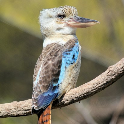 Kookaburra (3)