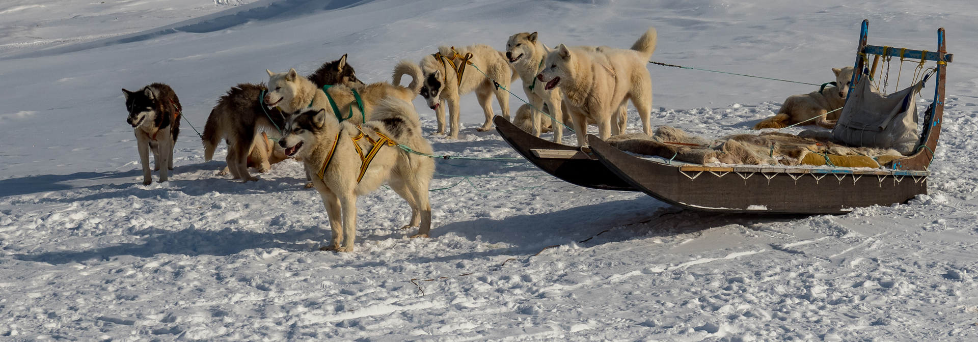 Hundeslæde_Ilulissat_01
