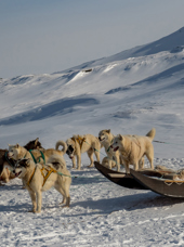 Hundeslæde_Ilulissat_01