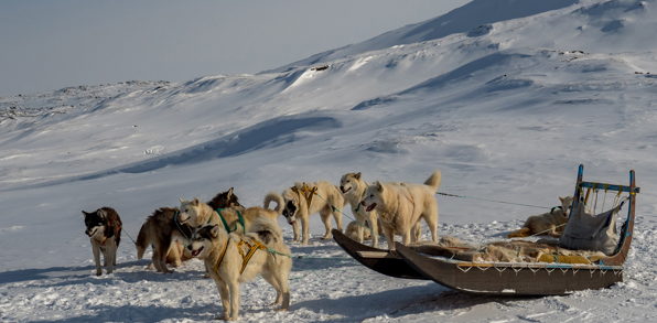 Hundeslæde_Ilulissat_01