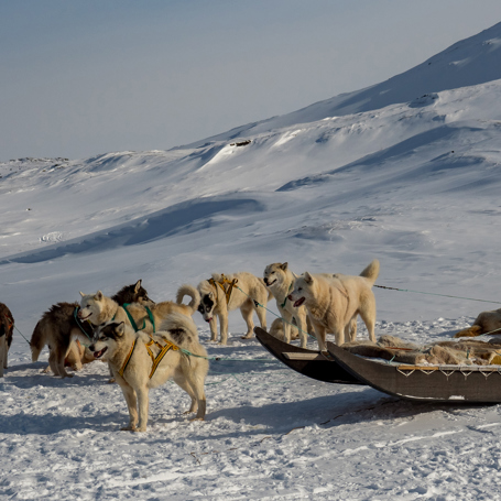 Hundeslæde_Ilulissat_01