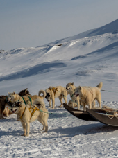 Hundeslæde_Ilulissat_01