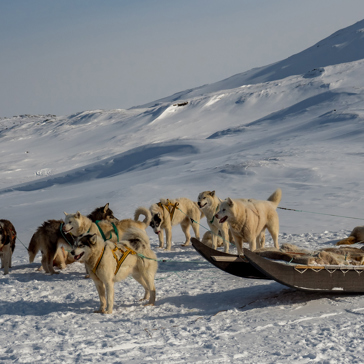 Hundeslæde_Ilulissat_01