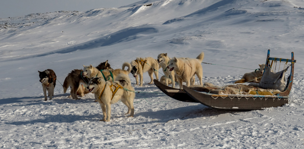 Hundeslæde_Ilulissat_01