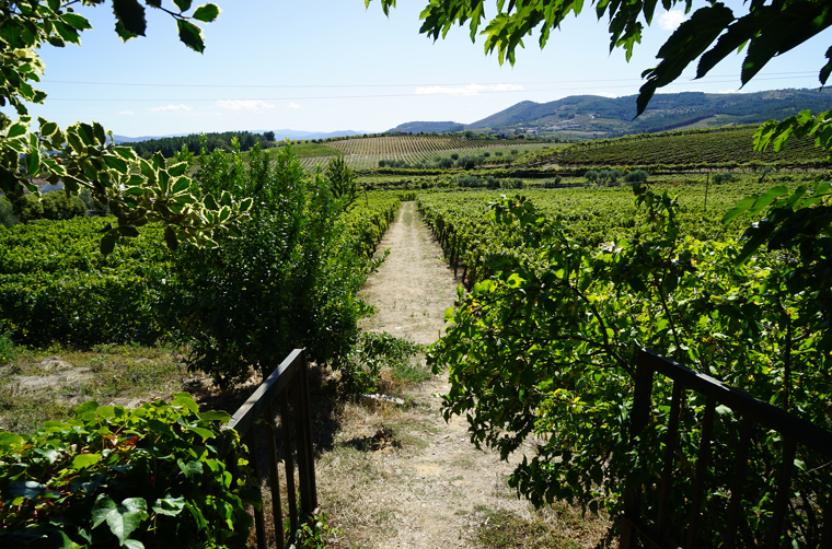 Douro Dalen_vinmark01