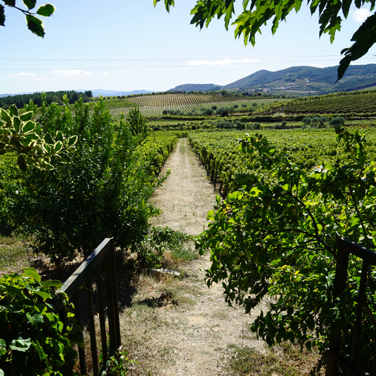 Douro Dalen_vinmark01