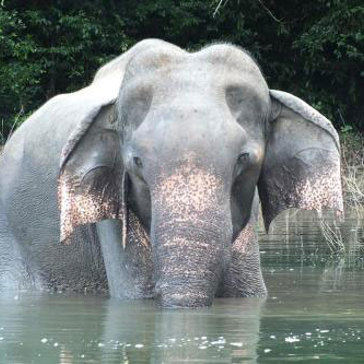Gal Oya Lodge Elefant