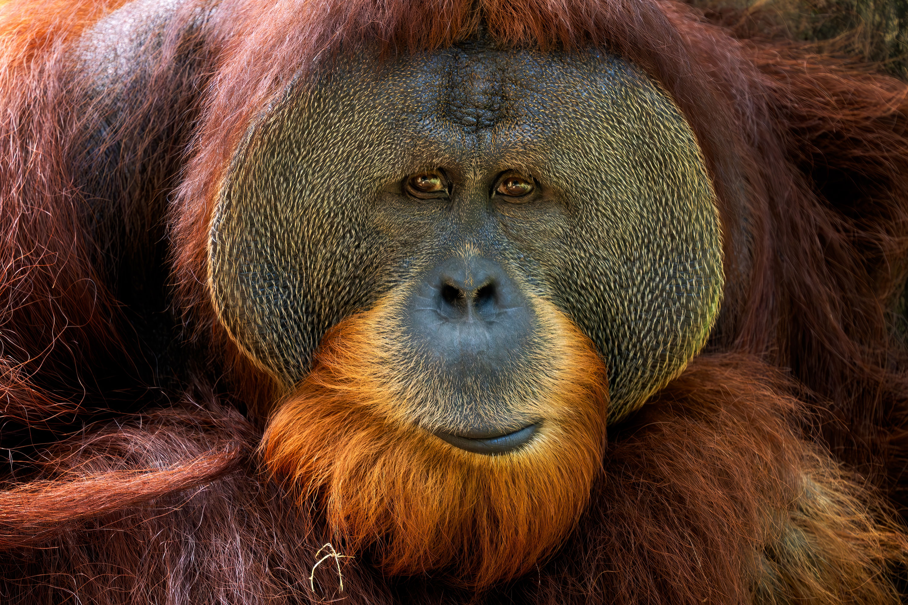 Orangutang Fuldvoksen Han Closeup