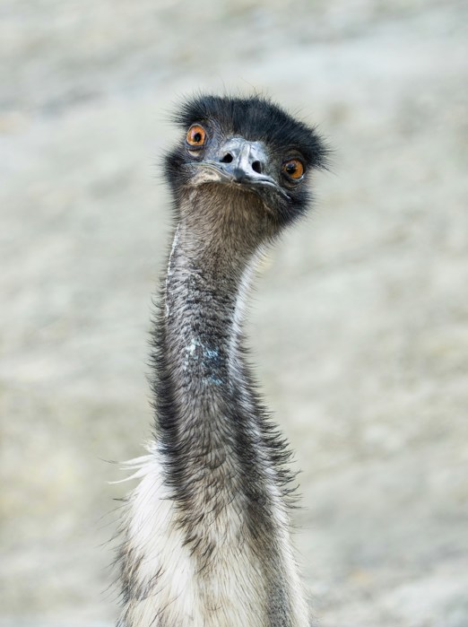 Emu