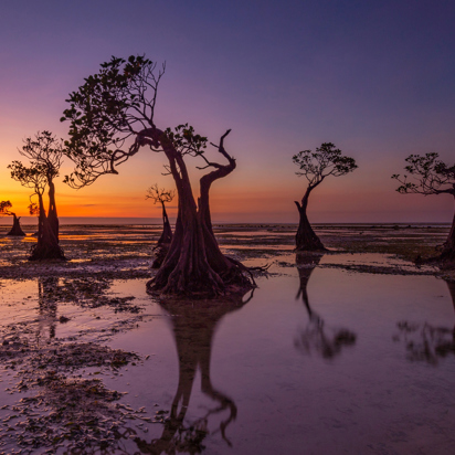 bali - sumba_mangrove_01